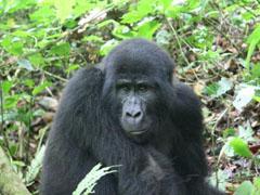 Kenia en Uganda